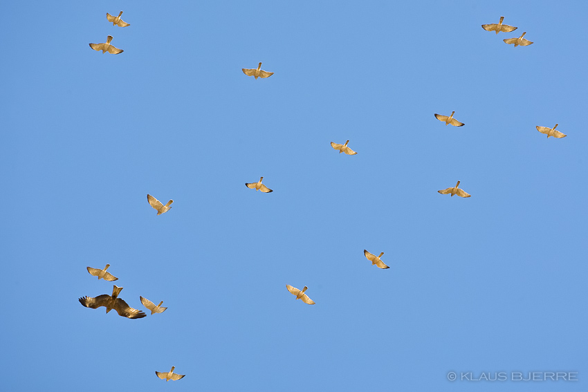 Levant Sparrowhawk_KBJ5136.jpg - Levant Sparrowhawks and Black Kite - Eilat Mountains